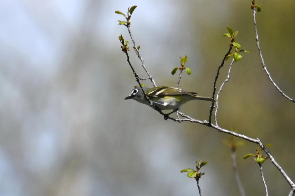 Vireo, Blue-headed, 2025-05077477 Parker River NWR, MA.JPG - Blue-headed Vireo. Parker River National Wildlife Refuge, MA, 5-7-2025